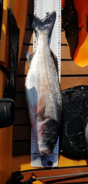 Fish Measure Picture