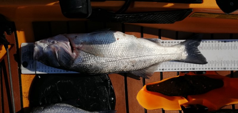 Fish Measure Picture