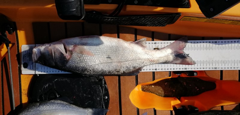 Fish Measure Picture