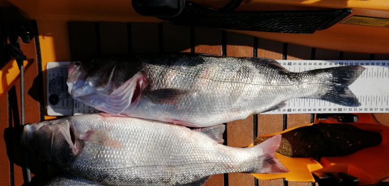Fish Measure Picture