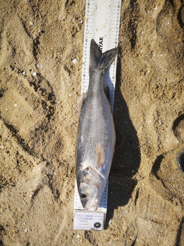 Fish Measure Picture