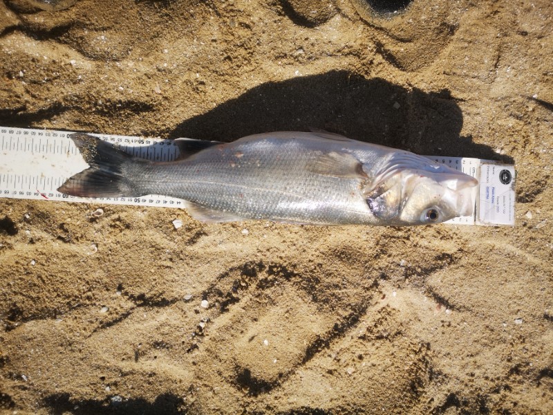 Fish Measure Picture
