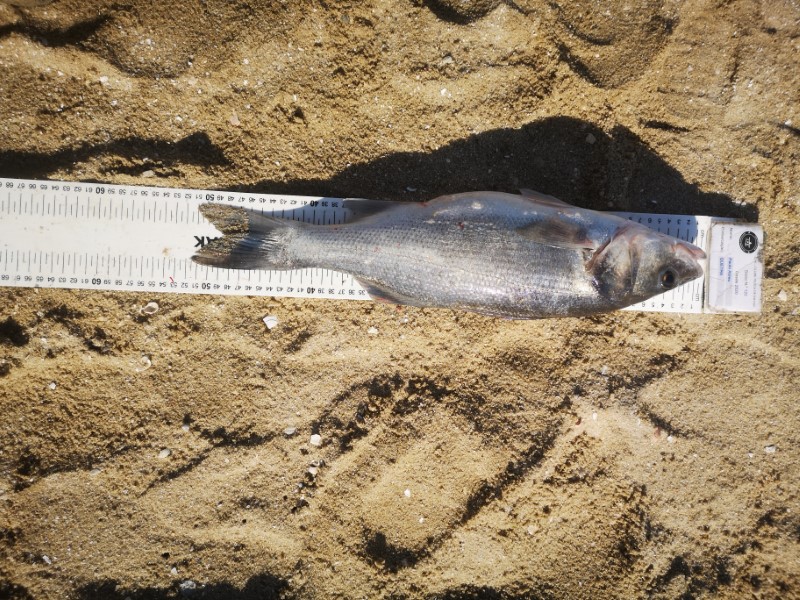Fish Measure Picture