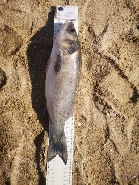 Fish Measure Picture