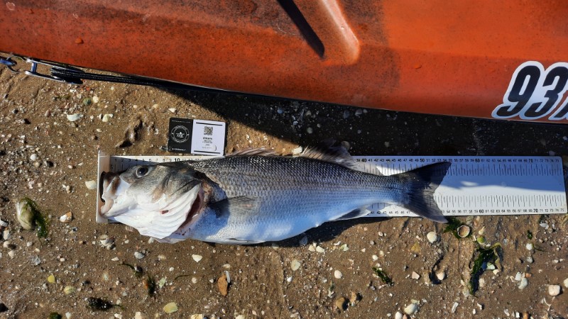 Fish Measure Picture