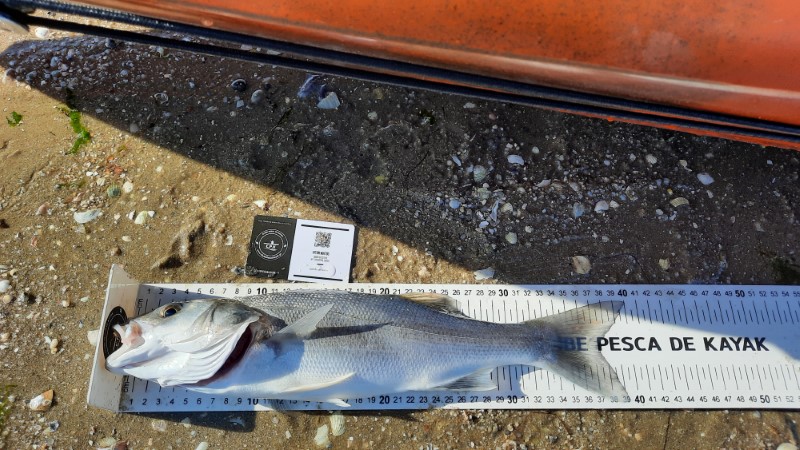 Fish Measure Picture