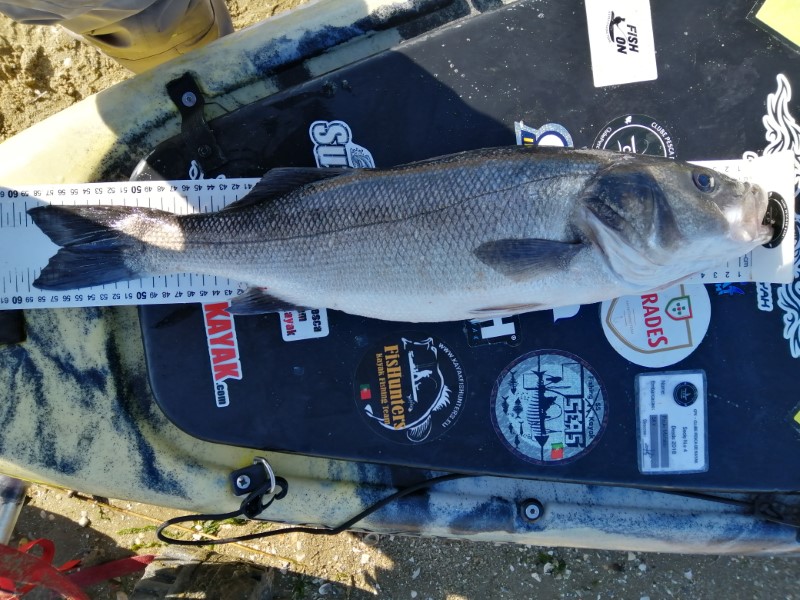 Fish Measure Picture