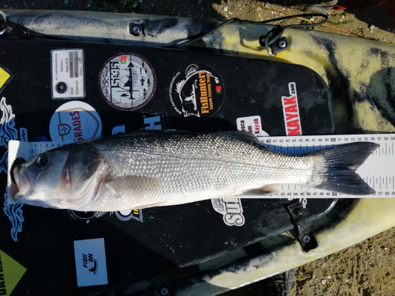 Fish Measure Picture