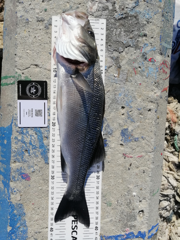 Fish Measure Picture