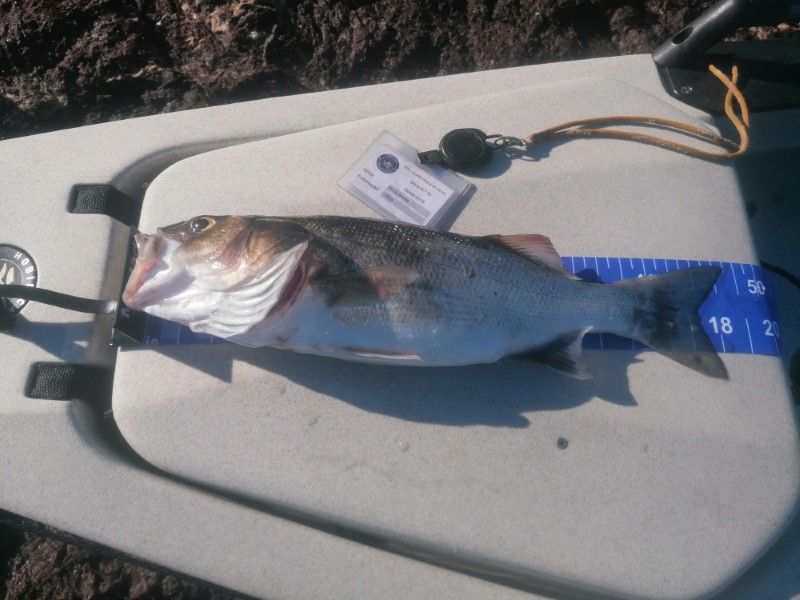 Fish Measure Picture