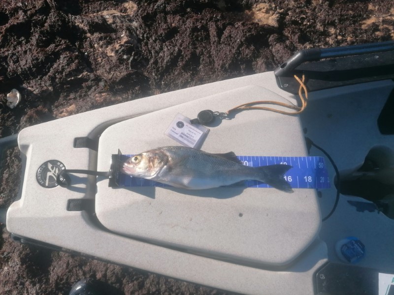 Fish Measure Picture