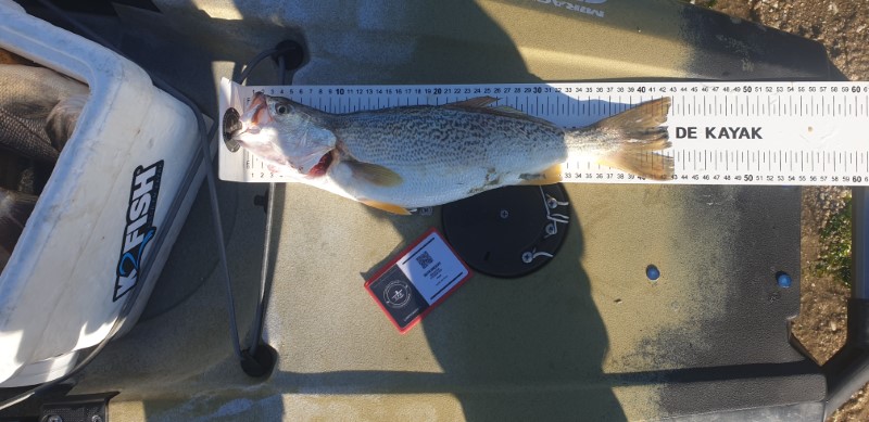 Fish Measure Picture