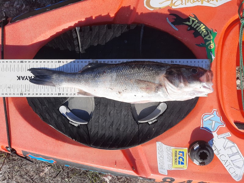 Fish Measure Picture