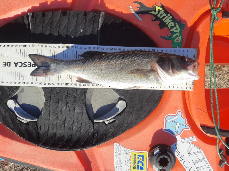 Fish Measure Picture
