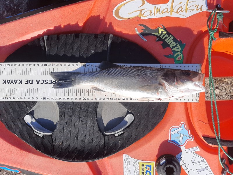 Fish Measure Picture
