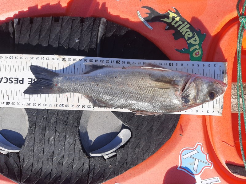 Fish Measure Picture