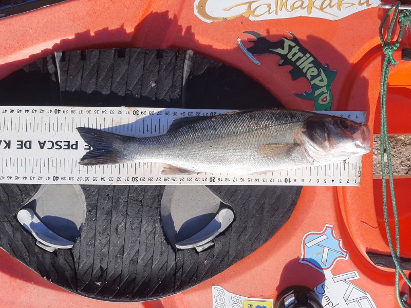 Fish Measure Picture