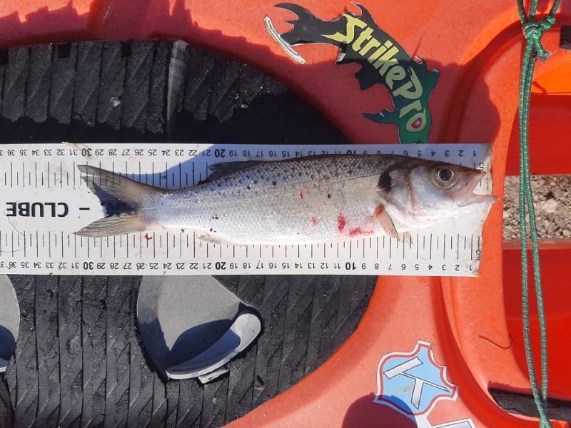 Fish Measure Picture