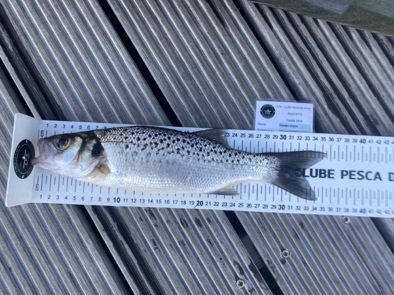 Fish Measure Picture
