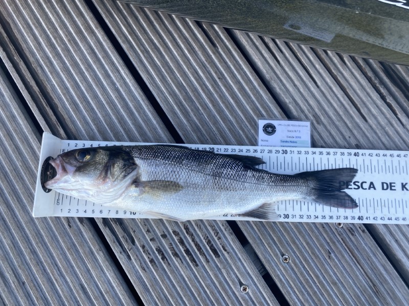 Fish Measure Picture