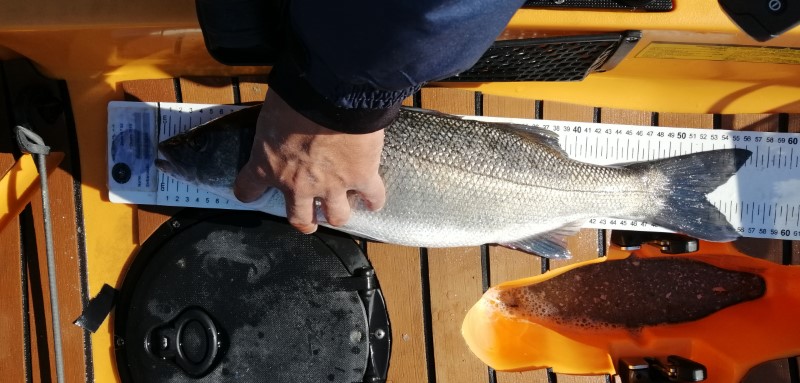 Fish Measure Picture