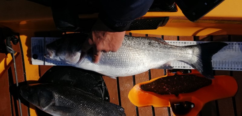 Fish Measure Picture