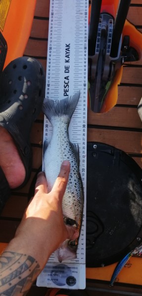 Fish Measure Picture