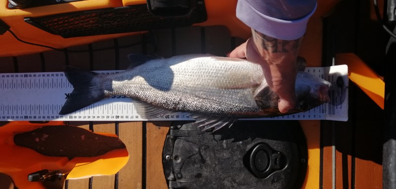 Fish Measure Picture