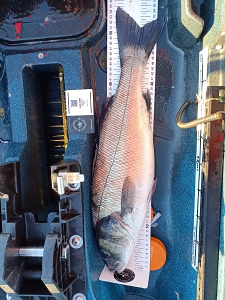 Fish Measure Picture