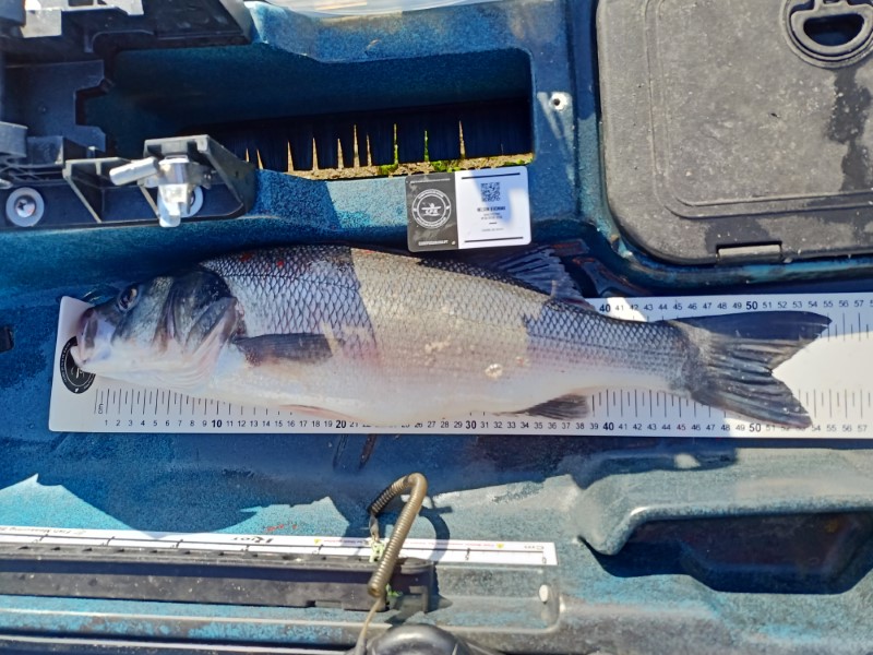 Fish Measure Picture