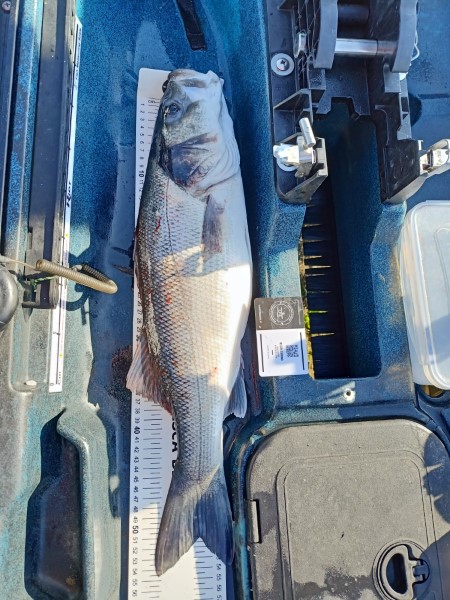 Fish Measure Picture