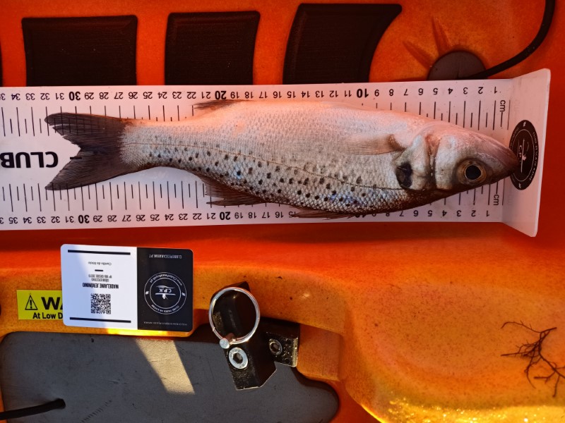 Fish Measure Picture