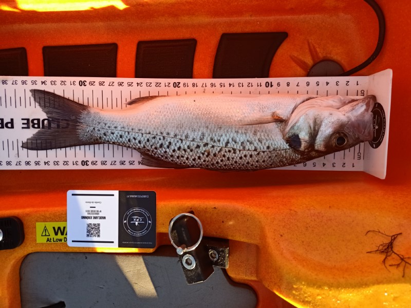 Fish Measure Picture