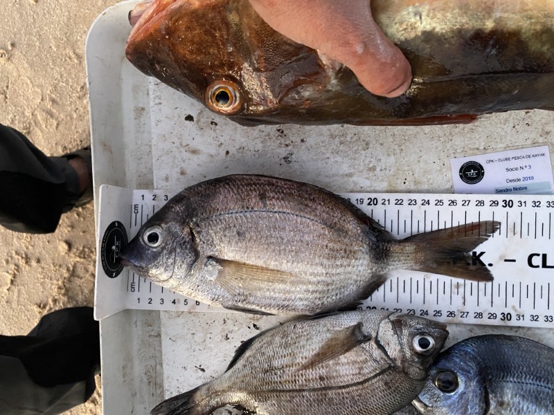 Fish Measure Picture