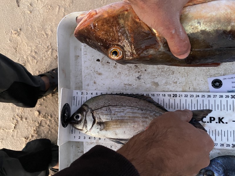 Fish Measure Picture
