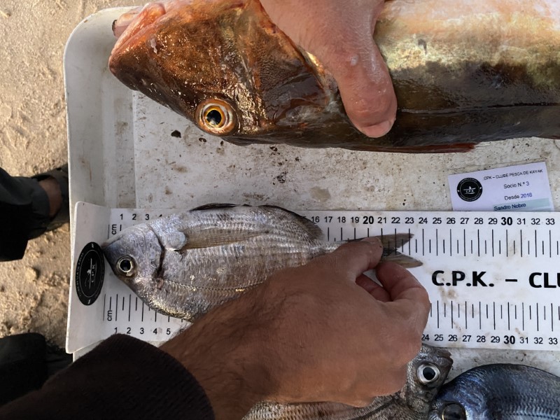 Fish Measure Picture