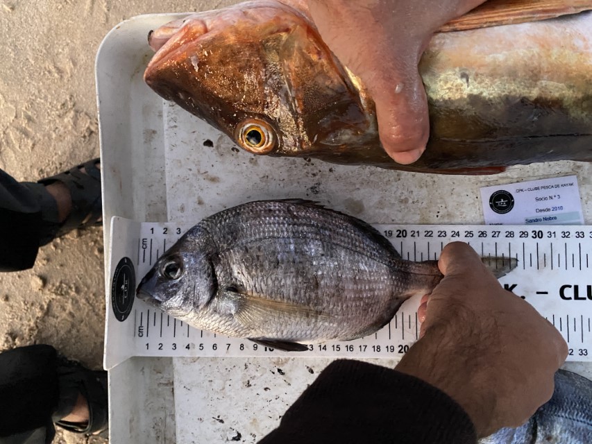 Fish Measure Picture