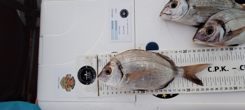 Fish Measure Picture