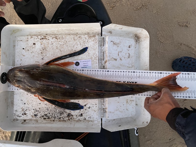 Fish Measure Picture