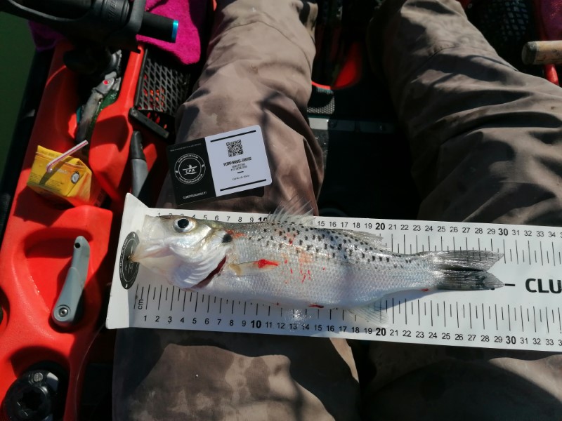 Fish Measure Picture