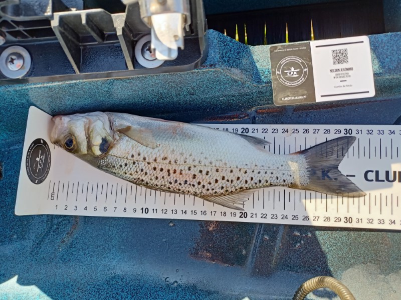 Fish Measure Picture