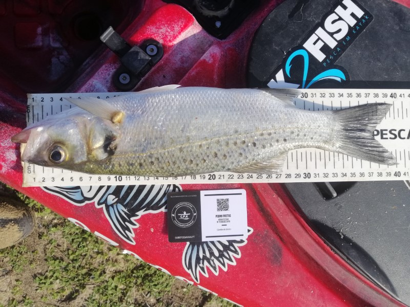 Fish Measure Picture