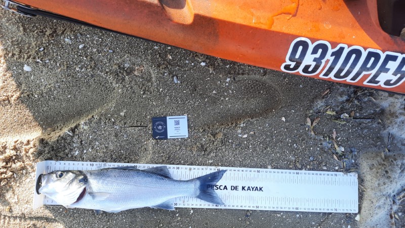 Fish Measure Picture