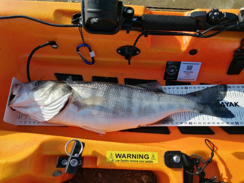Fish Measure Picture