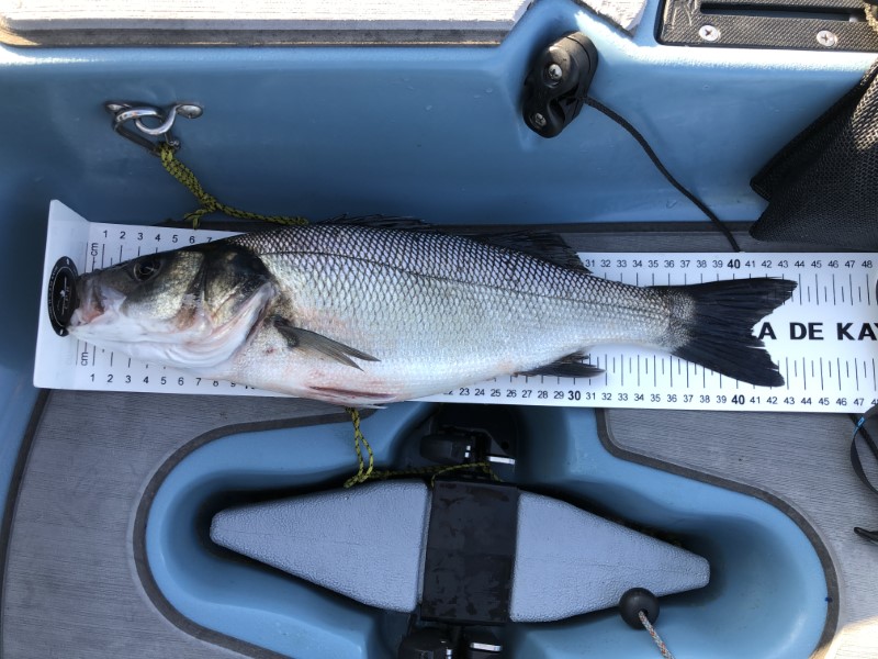 Fish Measure Picture