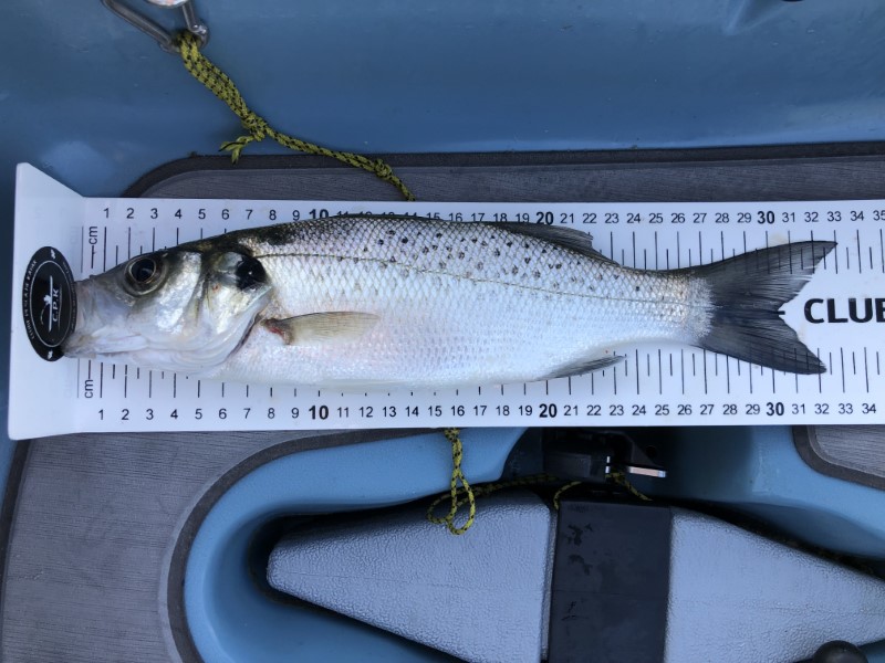Fish Measure Picture