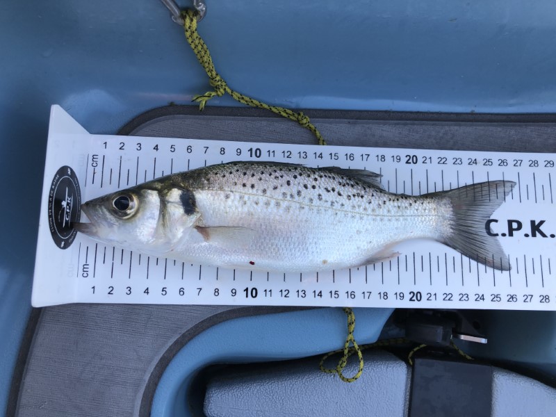 Fish Measure Picture