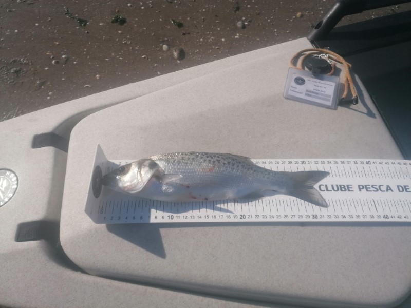 Fish Measure Picture