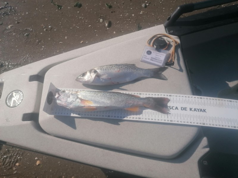 Fish Measure Picture