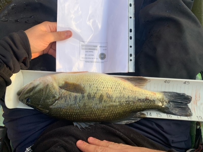 Fish Measure Picture
